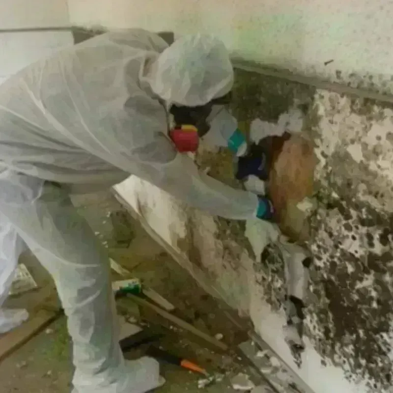 Mold Remediation and Removal in Reynolds, GA